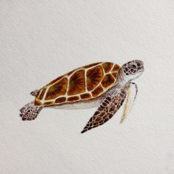 tolackcolour:  A little tiny sea turtle friend. 4″ X 6″, acrylic on watercolor paper, 4.12.15.