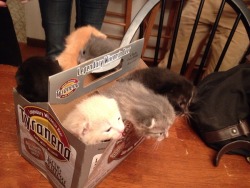 awwww-cute:  Kitten 6-Pack 