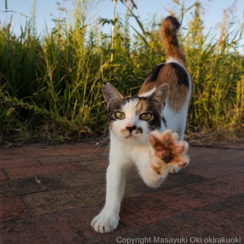 okirakuoki: 満を持して。 #cat #全国一斉肉球検査 #ねこwww.instagram.com/p/BoS9imSnYhq/?utm_source=ig_tumblr_s