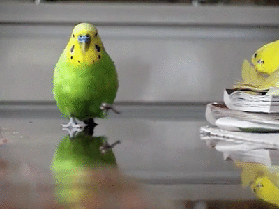 dontwannasaygoodbye:It’s so chubby and cute I’m dying