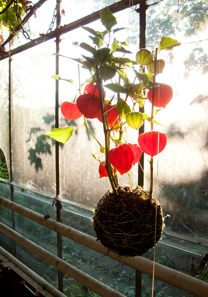 divaneee:  STRING GARDENS