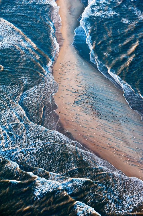 libutron:Birds on the Bar | ©Yve AssadA sandbar off the coast of South Carolina near Edisto Island i