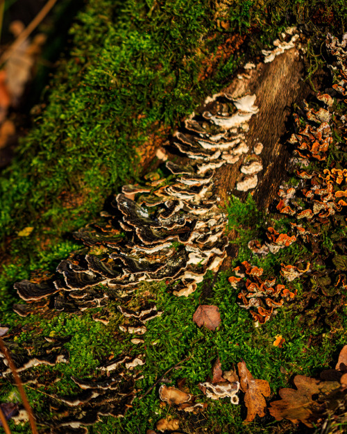 Mushrooms growing out of a moss covered tree trunk - Brabantse Vennenpad, The Netherlands, December 