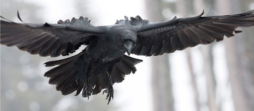 thedarkperidot: The beauty of Ravens Credits: Ravenmaster/ColleenGara