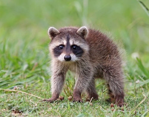 raccoons are one of my favorite animals. d'aww