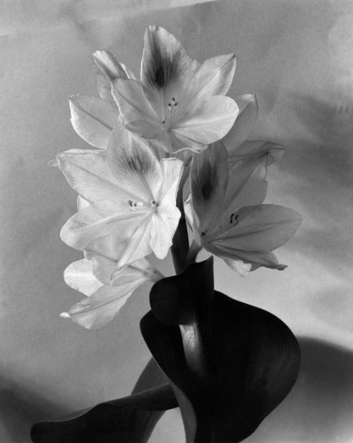 imogen cunningham | BLOSSOM OF WATER HYACINTH 2, 1920