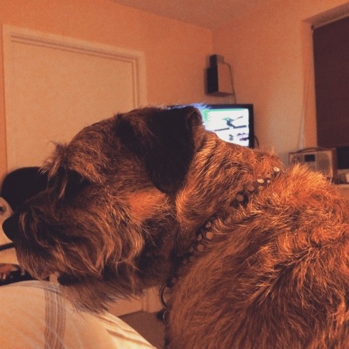 Erm, sam, I’m trying to watch #wrestlemania mate. #btpose #borderterrier #terrier #instadog #dogsofinstagram #dogcam #dogs #dog
