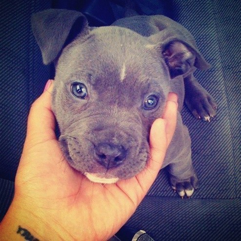 titleknown:  whatthetracy:  PITBULL PUPPIES STEAL MY HEART  Pitbull puppies are one