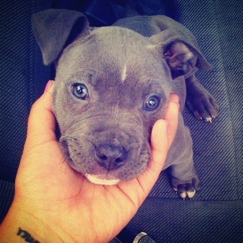 i-choose-fit:  werew00fs-n-cuppycakes:  shear-hipster:  pitty appreciation post.  Pittys are awesome. Fuck what you heardddd.  Baby pitts :D :D :D Anyone who thinks they’re terrible dogs is dead wrong. 