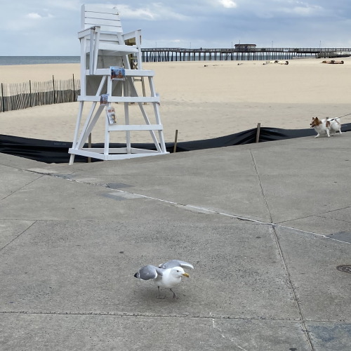 Herring gulls on the boardwalk in Ocean City, Maryland