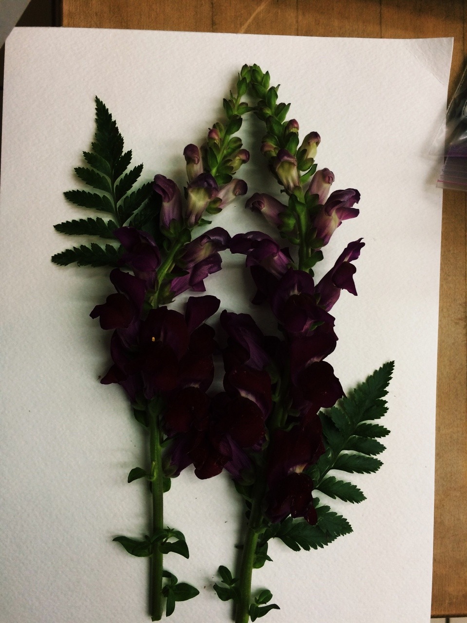 lickgold:  Compressing flowers, my creations so far 