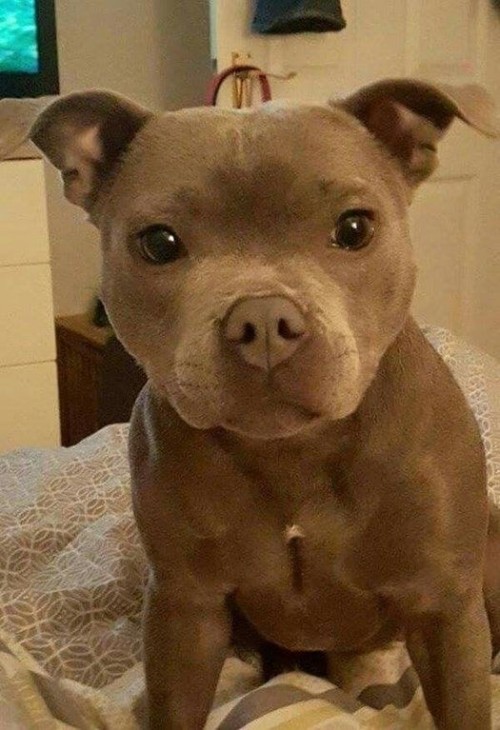 I Haven't Been Active As Much On Tumbler... So Here Have Some Pitbulls.