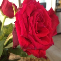 Rose flower 4 #flowers #rose #pretty #green