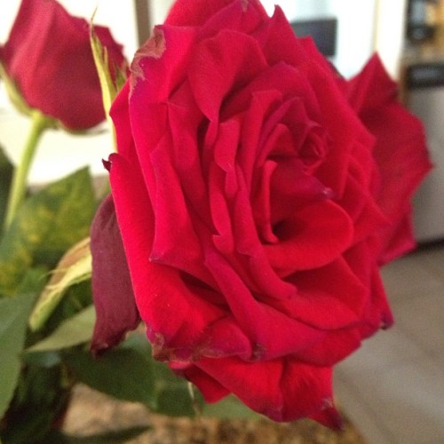 XXX Rose flower 4 #flowers #rose #pretty #green photo