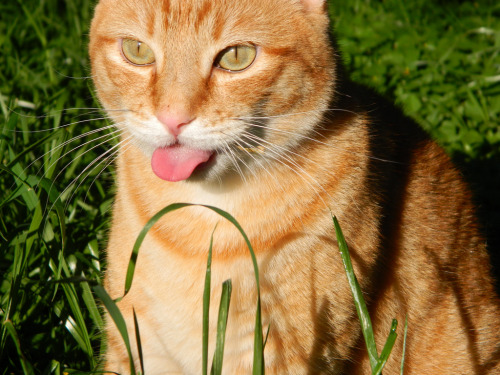 mostlycatsmostly:meep 012 (by lallyally)