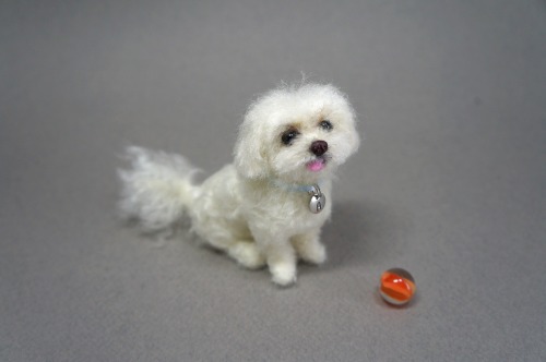 A needle felted Maltese named &ldquo;Apple&rdquo;.  She has an interesting face with th