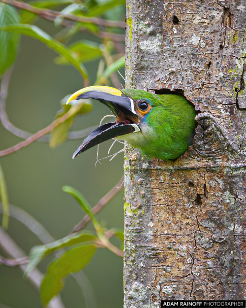 tiz-aves:Species | White-throated toucanet White-throated toucanets (Aulacorhynchus albivitta) 