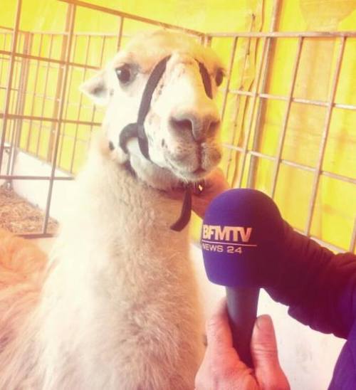 quizasnuncafuisteparami:  chilewebeopuntocom:  5 detenidos por robar una llama y llevársela de fiesta 5 jóvenes borrachos que salían de una discoteca de madrugada en Burdeos detenidos por el robo de una llama. La vieron en su jaula y la robaron para