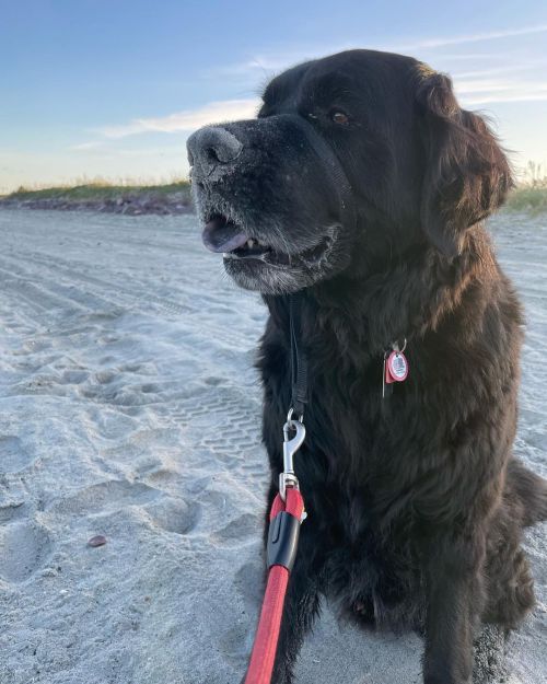 My name is Moose and I enjoy evening walks on the beach and rolling in the sand.#happydog #goodboy