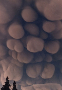 &ldquo;Mammatus clouds are most often associated with the anvil cloud and severe thunderstorms. They often extend from the base of a cumulonimbus, but may also be found under altocumulus, altostratus, stratocumulus, and cirrus clouds, as well as volcanic