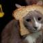 gamekatz