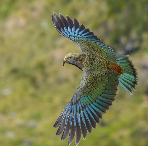 birdblues:Kea