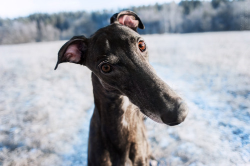 annapo-shmmm:Greyhound by Anna Tyurina