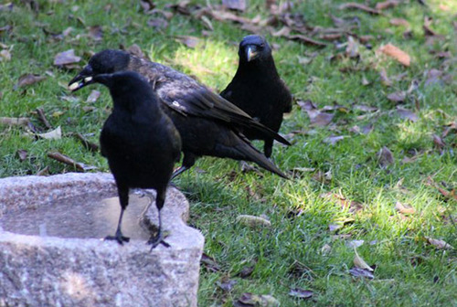 Porn Pics 8-Year-Old Girl Receives Gifts From The Crows