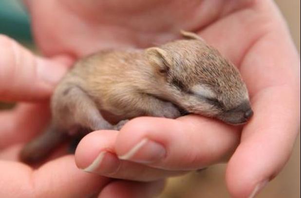 Tiny trust (baby Numbat, an endangered Australian marsupial)