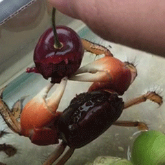 Crab Rave Stimboard !
