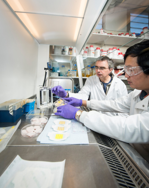 usefulmistakes:  Colour-changing burns bandages begin clinical trials Bandages that change colour an