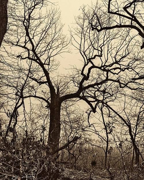 photographybyronterner:Orchard Beach Pelham Bay Park #trees #naturelovers #sepia #landscapephotography #treephotography https://www.instagram.com/p/CMnD0OqlfHQ/?igshid=nley3vl4iovl