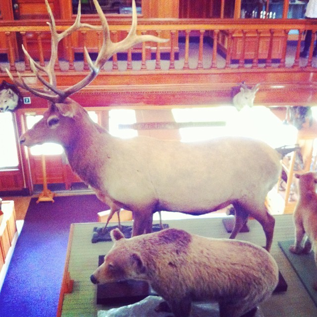 我在班夫博物館遇到鹿先生！
#deer #banff