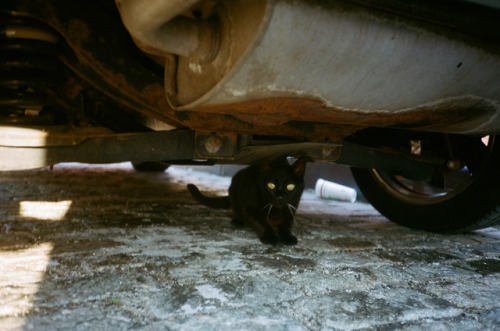 black catmay 2019