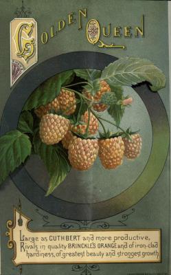 indigodreams:  heaveninawildflower: The ‘Golden Queen’ raspberry. Plate from ‘The Canadian Horticulturist’ (1886). http://archive.org/details/canadianhorticu09stcauoft 