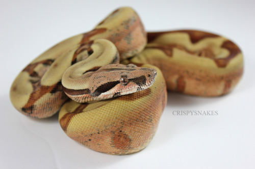 crispysnakes:14F - Hypo Jungle ph Kahl (boa imperator) It was overcast enough this morning that it