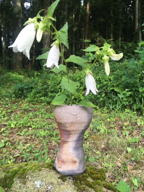 季節の花を生けました。