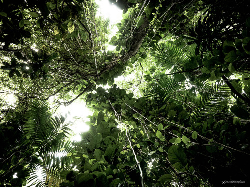 der-gorgonaut:  // up //  web     facebook     flickr
