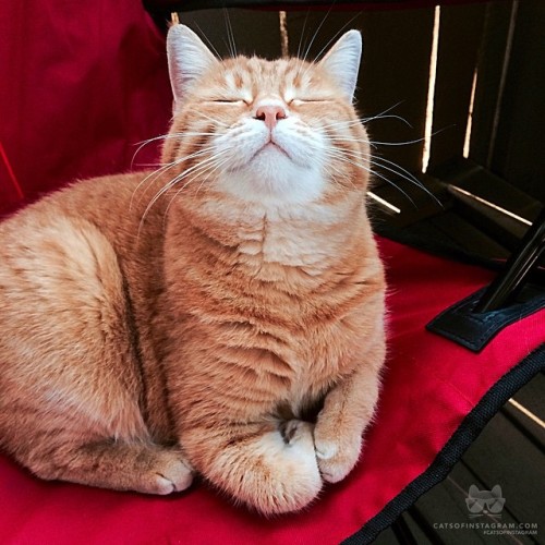 catsofinstagram:  From @catsandfoodie: “My Ginger sense is tingling…Summer is in the air~ Naranjita #🍊👑” #catsofinstagram [source: http://ift.tt/1HhLyby ]