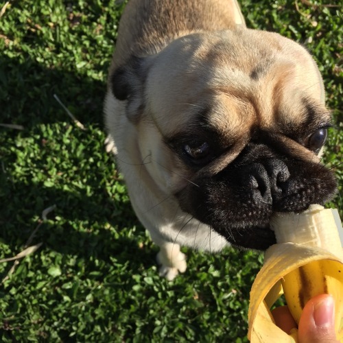 moonre: this is my puggo eating some baninis (we’re both sending love to u!!) @blushgirl I’m in looo