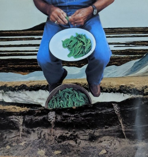 Pickin’ [Analog]