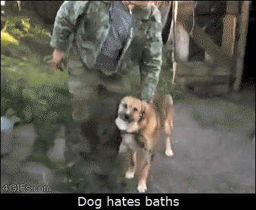 writerman-js:  (via Dog-bath-shuts-door) 