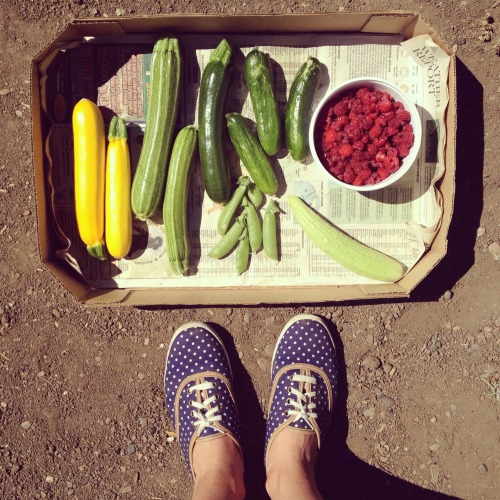 another tasty box from the garden 