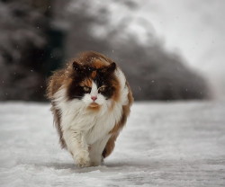 thecatdogblog:  The Norwegian Forest Cat