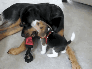 gifsboom:  Beagle Puppy Attacks Rottweiler. [video]