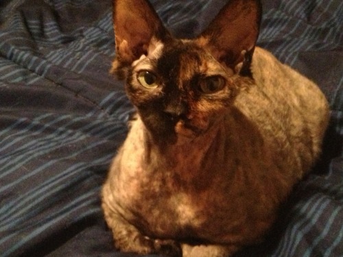 hairless cat