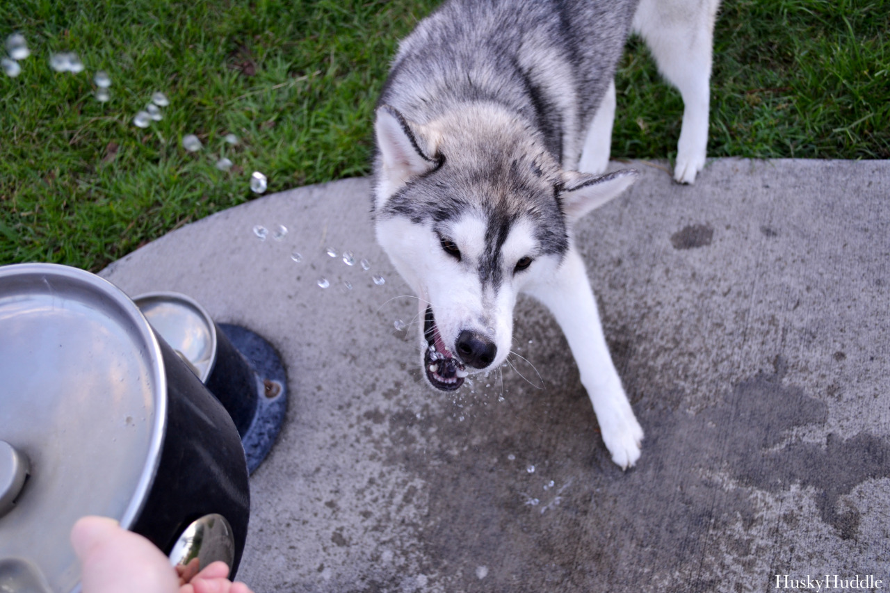 huskyhuddle:  Hubble’s fountain experience. He isn’t so good at it yet.