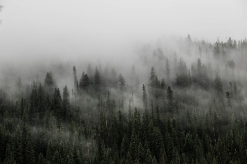 Foggy Morning by Chaz Nelson