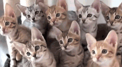 hobolunchbox:  A bouquet of cats blowing in the summer wind. 