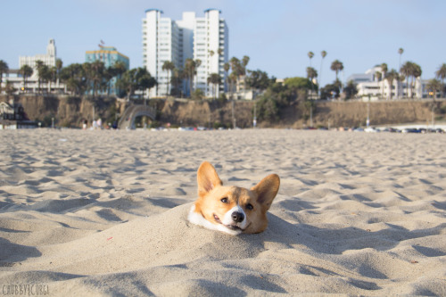 chubbythecorgi:Buried… at Santa Monica Beach!